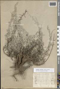 Artemisia lercheana Weber ex Stechm., Eastern Europe, Eastern region (E10) (Russia)