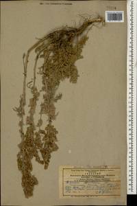 Artemisia absinthium L., Caucasus, Armenia (K5) (Armenia)
