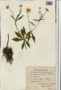 Ranunculus cassubicus L., Eastern Europe, Central region (E4) (Russia)