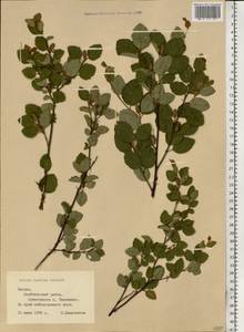 Betula humilis Schrank, Eastern Europe, Latvia (E2b) (Latvia)