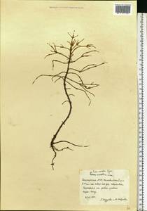 Picea abies (L.) H.Karst., Eastern Europe, Eastern region (E10) (Russia)