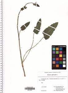 Betonica officinalis L., Eastern Europe, Middle Volga region (E8) (Russia)