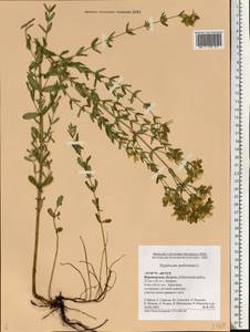 Hypericum perforatum, Eastern Europe, Central forest-and-steppe region (E6) (Russia)