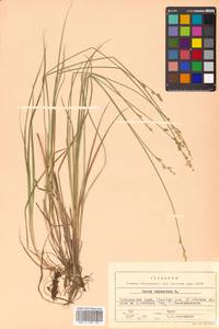 Carex canescens subsp. canescens, Siberia, Russian Far East (S6) (Russia)