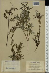 Salix rosmarinifolia L., Eastern Europe, Latvia (E2b) (Latvia)