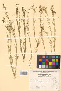 Thesium chinense Turcz., Siberia, Russian Far East (S6) (Russia)