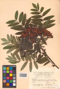 Sorbus aucuparia L., Caucasus, Azerbaijan (K6) (Azerbaijan)