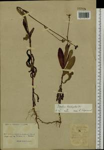 Sonchus brachyotus DC., Siberia, Russian Far East (S6) (Russia)