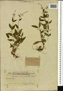 Epilobium lanceolatum Sebast. & Mauri, Caucasus, Azerbaijan (K6) (Azerbaijan)