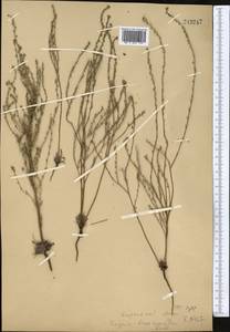Lappula brachycentra (Ledeb.) Gürke, Middle Asia, Muyunkumy, Balkhash & Betpak-Dala (M9) (Kazakhstan)