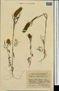 Trifolium angustifolium L., Crimea (KRYM) (Russia)
