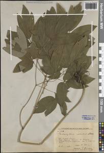 Caulophyllum robustum Maxim., Siberia, Russian Far East (S6) (Russia)