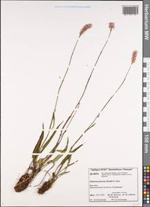 Bistorta plumosa (Small) Greene, Siberia, Central Siberia (S3) (Russia)
