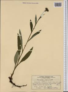 Saussurea alpina (L.) DC., Western Europe (EUR) (Norway)