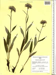 Saussurea alpina (L.) DC., Eastern Europe, Northern region (E1) (Russia)