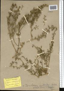 Neotorularia contortuplicata (Stephan) Hedge & J. Léonard, Middle Asia, Caspian Ustyurt & Northern Aralia (M8) (Kazakhstan)