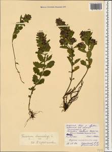 Teucrium chamaedrys L., Caucasus, North Ossetia, Ingushetia & Chechnya (K1c) (Russia)