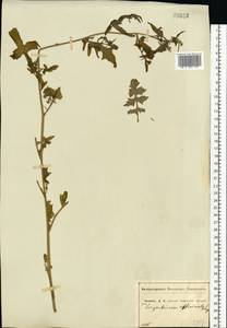 Sisymbrium officinale (L.) Scop., Eastern Europe, Central forest-and-steppe region (E6) (Russia)