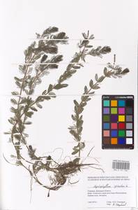 Myriophyllum spicatum L., Eastern Europe, South Ukrainian region (E12) (Ukraine)