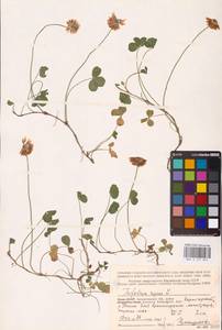 Trifolium repens L., Eastern Europe, Northern region (E1) (Russia)