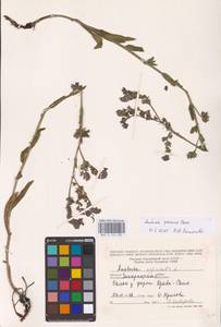 Anchusa procera Besser ex Link, Eastern Europe, West Ukrainian region (E13) (Ukraine)