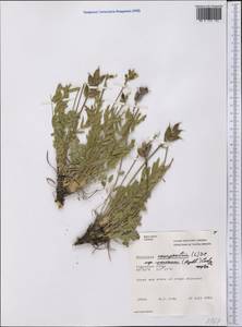 Oxytropis campestris var. varians (Rydb.)Barneby, America (AMER) (Canada)