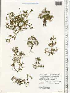 Ranunculus circinatus Sibth., Eastern Europe, Lower Volga region (E9) (Russia)