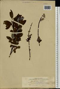 Salix ×laurina Sm., Eastern Europe, North-Western region (E2) (Russia)