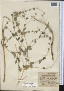 Atriplex flabellum Bunge ex Boiss., Middle Asia, Western Tian Shan & Karatau (M3) (Kyrgyzstan)