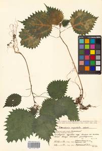 Laportea cuspidata (Wedd.) Friis, Siberia, Russian Far East (S6) (Russia)