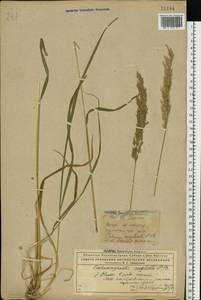 Achnatherum calamagrostis (L.) P.Beauv., Eastern Europe, Northern region (E1) (Russia)