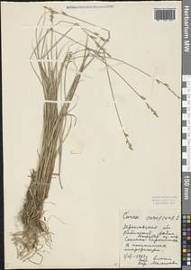 Carex canescens L., Eastern Europe, Central forest region (E5) (Russia)