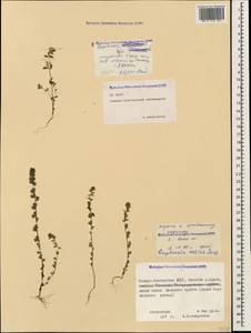 Euphrasia ossica Juz. ex Ganeschin, Caucasus, North Ossetia, Ingushetia & Chechnya (K1c) (Russia)