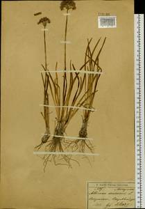 Allium senescens L., Siberia, Baikal & Transbaikal region (S4) (Russia)