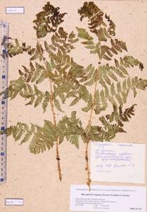 Dryopteris expansa (C. Presl) Fraser-Jenk. & Jermy, Siberia, Altai & Sayany Mountains (S2) (Russia)