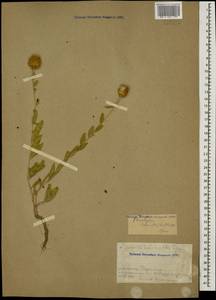 Stizolophus balsamita (Lam.) K.Koch, Caucasus, Armenia (K5) (Armenia)