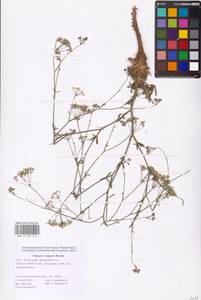Falcaria vulgaris Bernh., Eastern Europe, Lower Volga region (E9) (Russia)