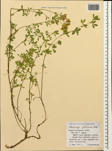 Medicago sativa subsp. glomerata (Balb.) Rouy, Caucasus, North Ossetia, Ingushetia & Chechnya (K1c) (Russia)