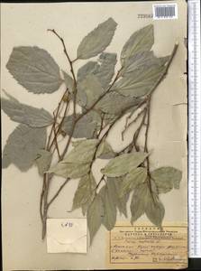 Celtis australis subsp. caucasica (Willd.) C. C. Townsend, Middle Asia, Pamir & Pamiro-Alai (M2) (Turkmenistan)