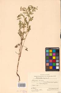 Potentilla supina L., Siberia, Russian Far East (S6) (Russia)