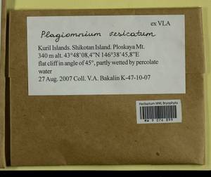 Plagiomnium vesicatum (Besch.) T.J. Kop., Bryophytes, Bryophytes - Russian Far East (excl. Chukotka & Kamchatka) (B20) (Russia)
