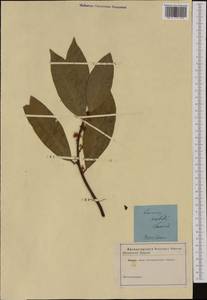 Laurus nobilis L., Botanic gardens and arboreta (GARD) (Russia)