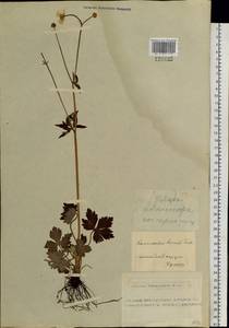 Ranunculus propinquus, Siberia, Altai & Sayany Mountains (S2) (Russia)