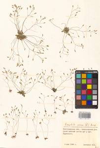 Draba verna L., Eastern Europe, Lower Volga region (E9) (Russia)