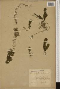 Ceratophyllum submersum L., Western Europe (EUR) (Poland)