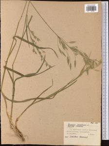 Bromus secalinus L., Eastern Europe, Central region (E4) (Russia)
