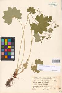 Alchemilla tichomirovii Czkalov, Eastern Europe, Moscow region (E4a) (Russia)