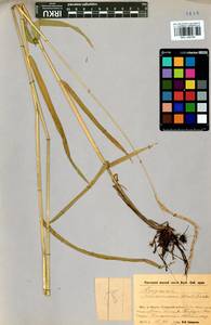 Elymus gmelinii (Trin.) Tzvelev, Siberia, Baikal & Transbaikal region (S4) (Russia)