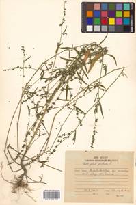 Atriplex patula L., Siberia, Russian Far East (S6) (Russia)