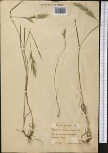 Bromus japonicus Houtt., Middle Asia, Karakum (M6) (Turkmenistan)
